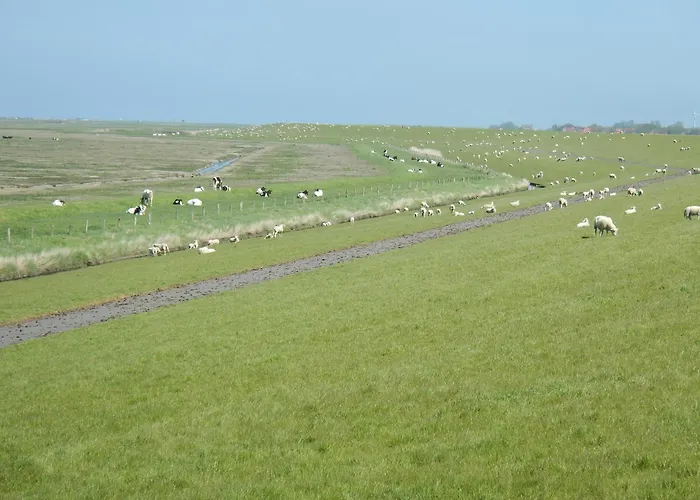 Daire Kornew Og Dornum